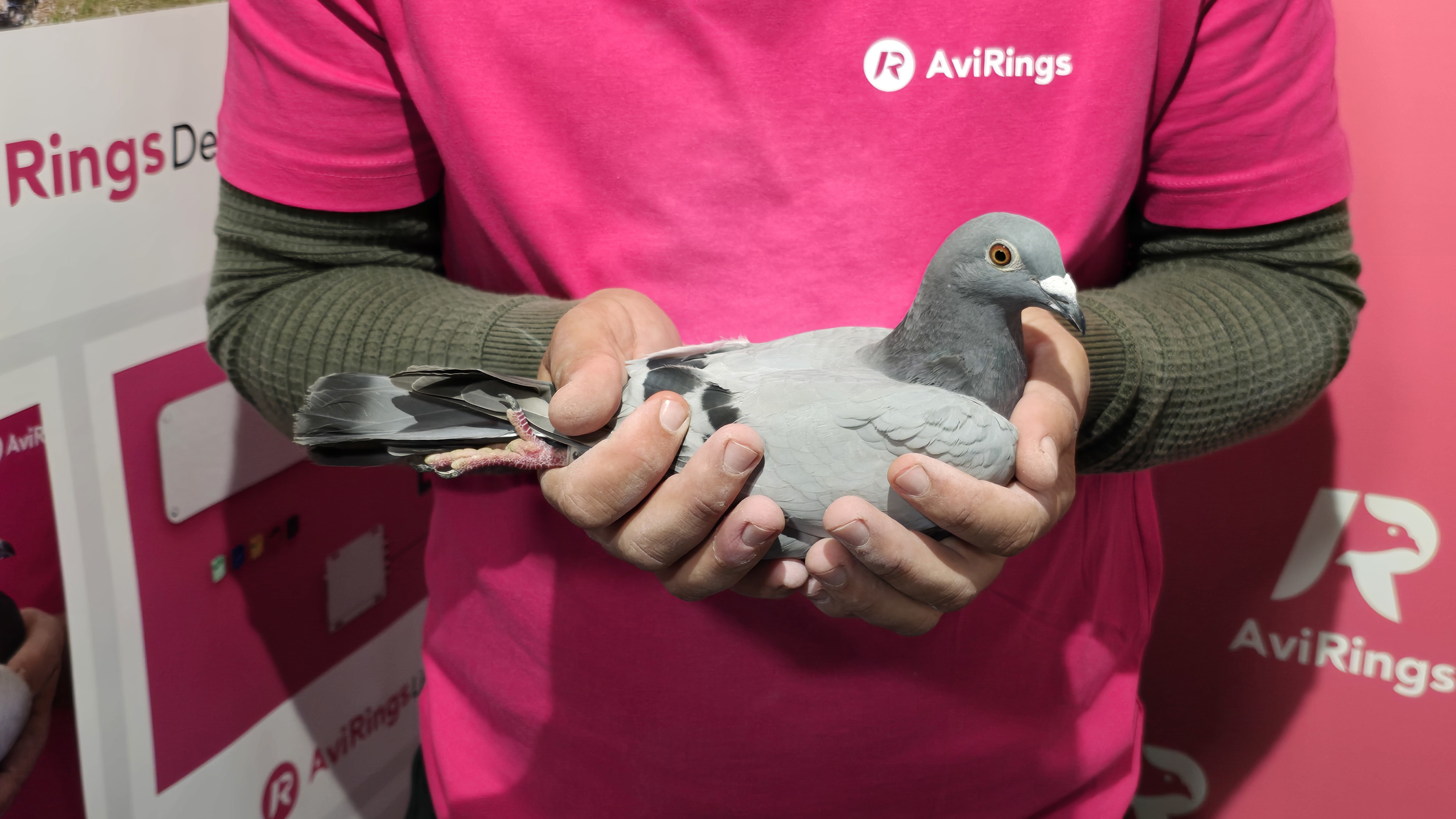AviRings Auction Platform