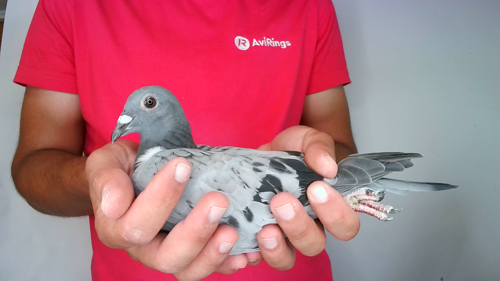 Pigeon image