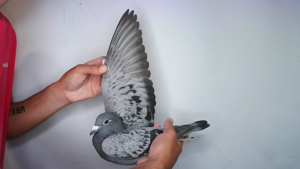 Pigeon image