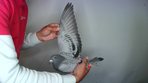 Pigeon image