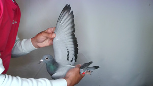 Pigeon image