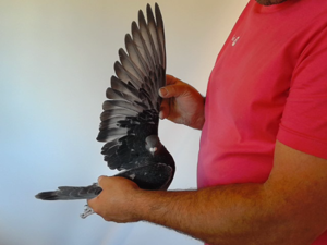 Pigeon image