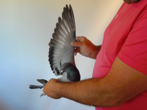 Pigeon image