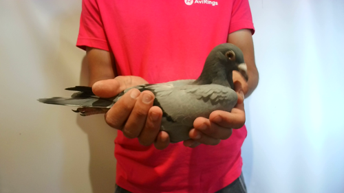 Pigeon image