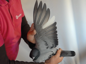 Pigeon image