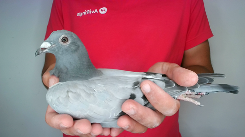 Pigeon image