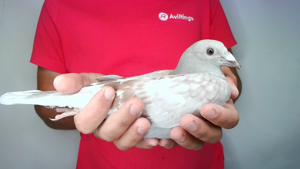 Pigeon image
