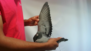 Pigeon image