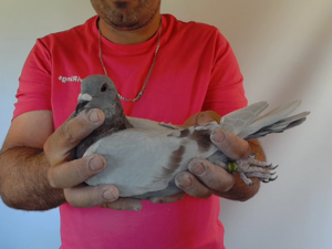 Pigeon image
