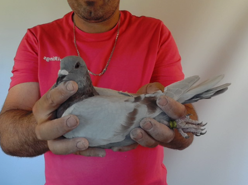 Pigeon image