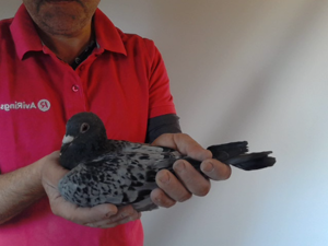 Pigeon image