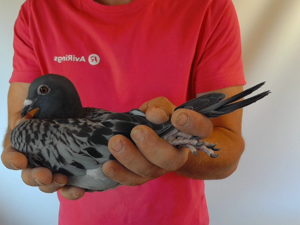 Pigeon image