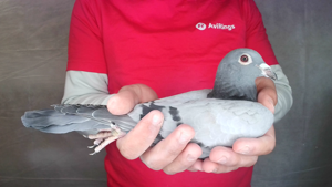 Pigeon image