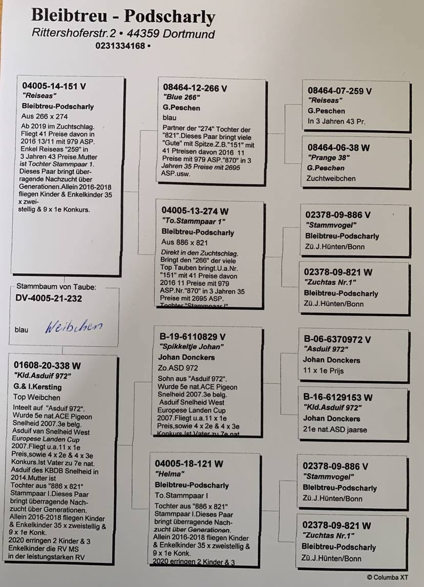 Pigeon pedigree image