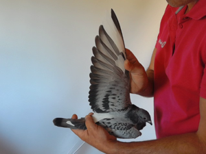 Pigeon image