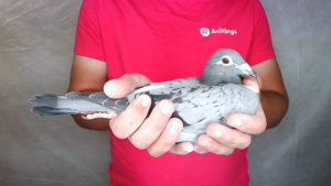 Pigeon image