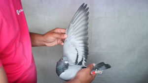 Pigeon image