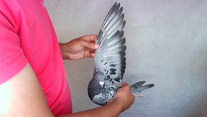 Pigeon image