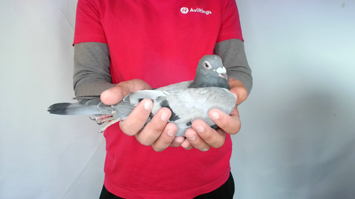 Pigeon image