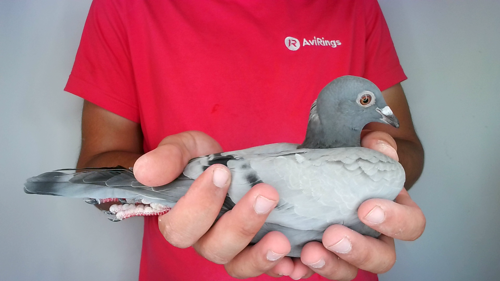 Pigeon image