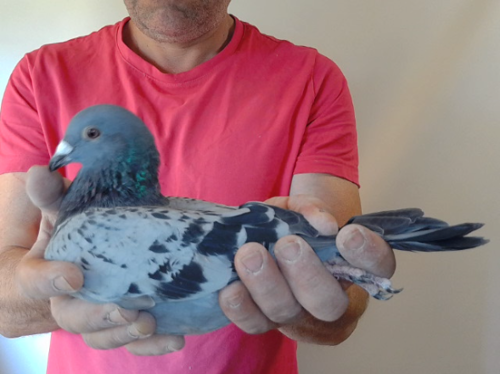 Pigeon image