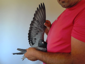Pigeon image
