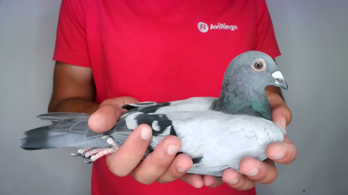 Pigeon image