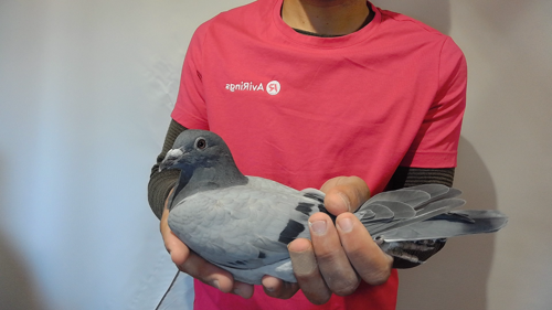 Pigeon image