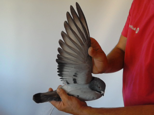 Pigeon image