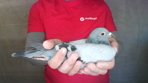 Pigeon image