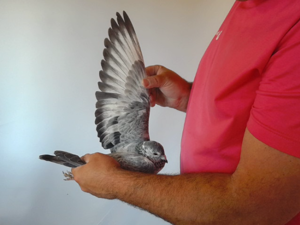 Pigeon image