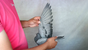 Pigeon image