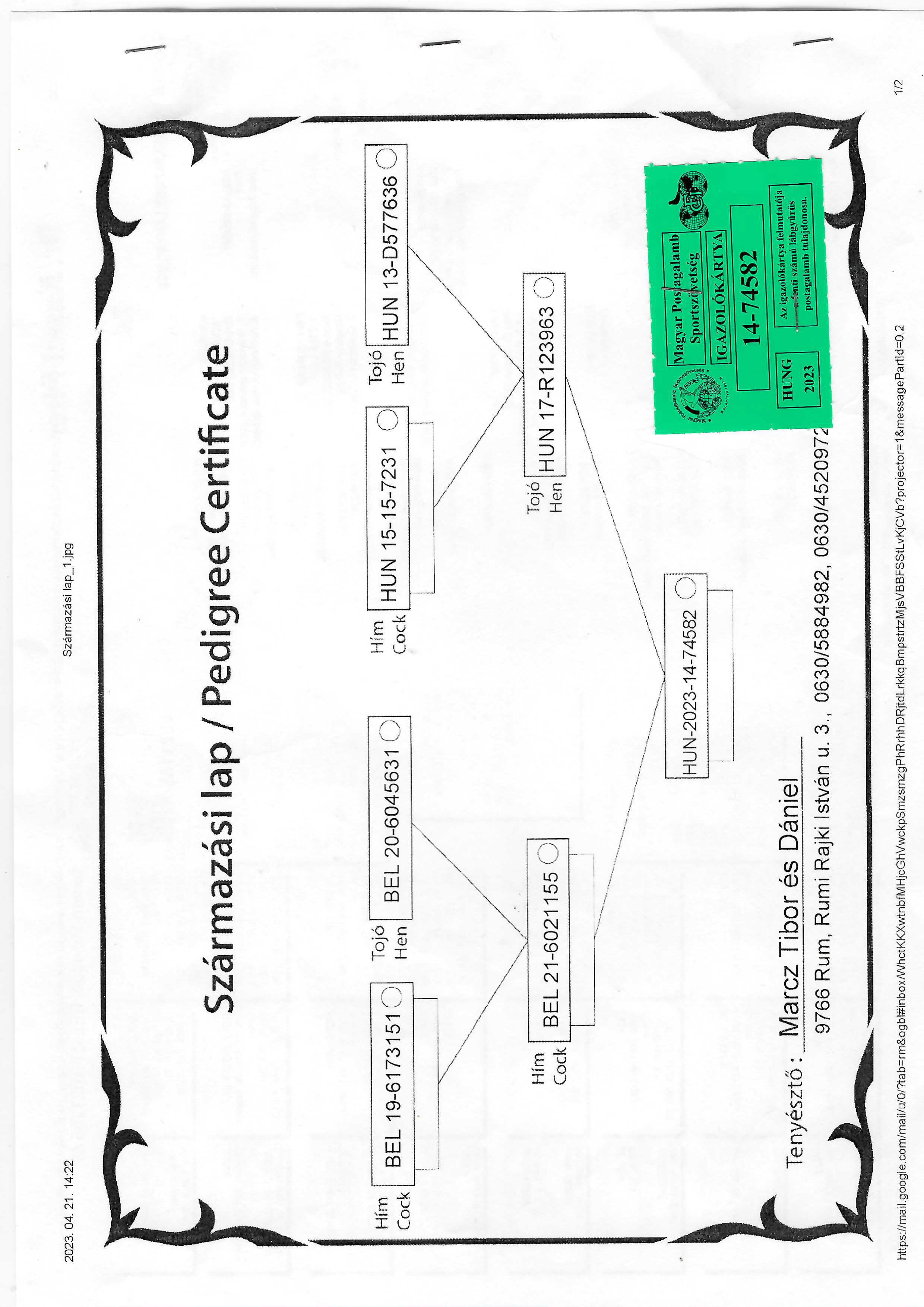 Pigeon pedigree image