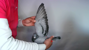 Pigeon image