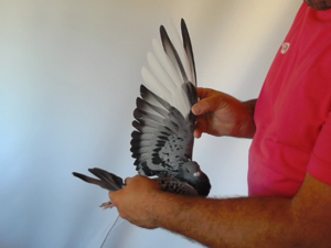 Pigeon image