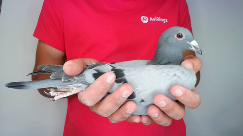 Pigeon image