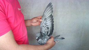 Pigeon image