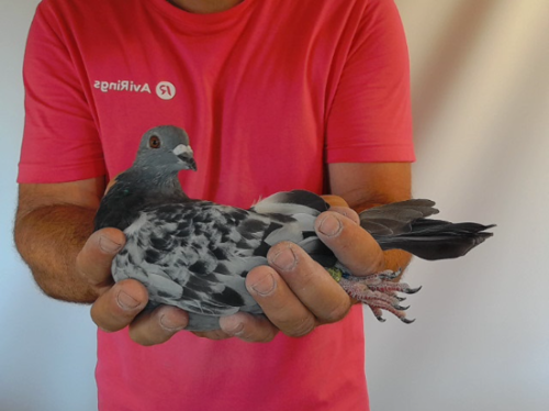 Pigeon image