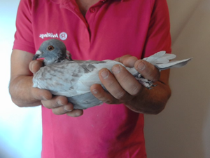 Pigeon image