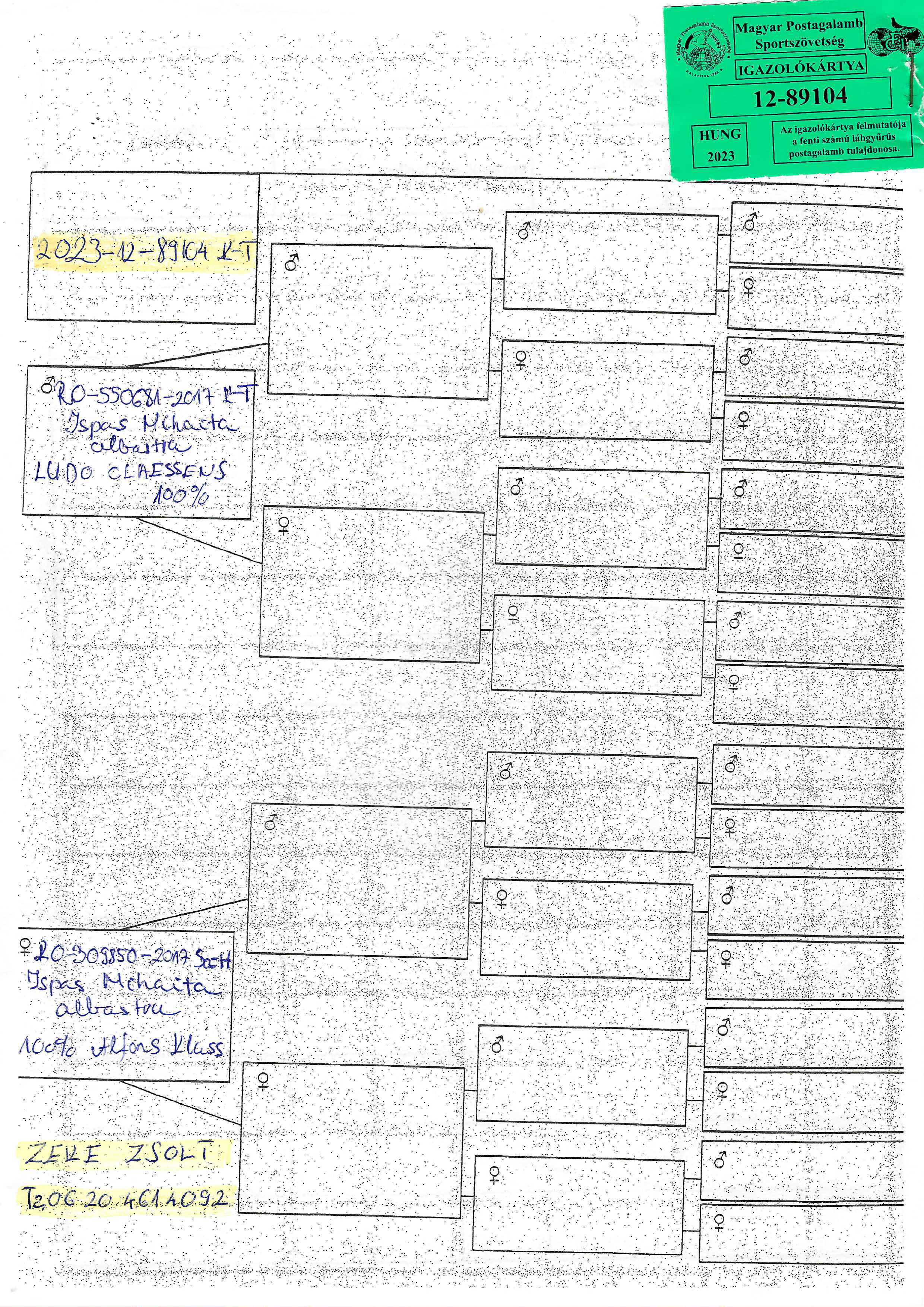 Pigeon pedigree image
