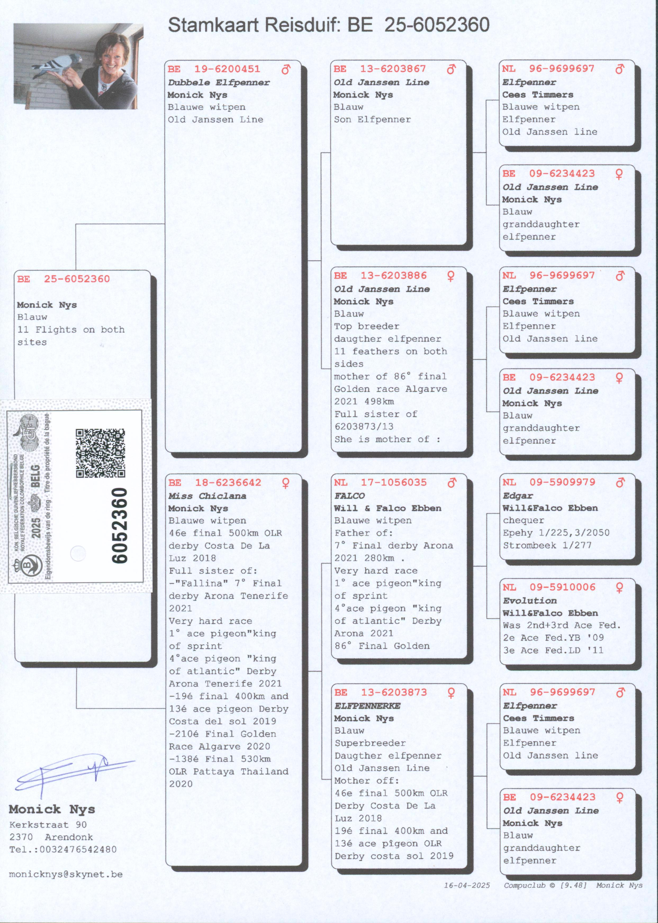 Pigeon pedigree image