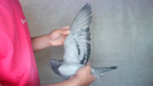 Pigeon image