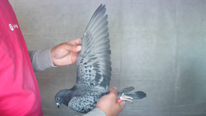 Pigeon image