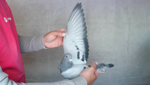 Pigeon image