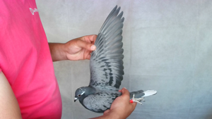 Pigeon image