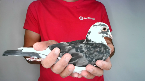 Pigeon image