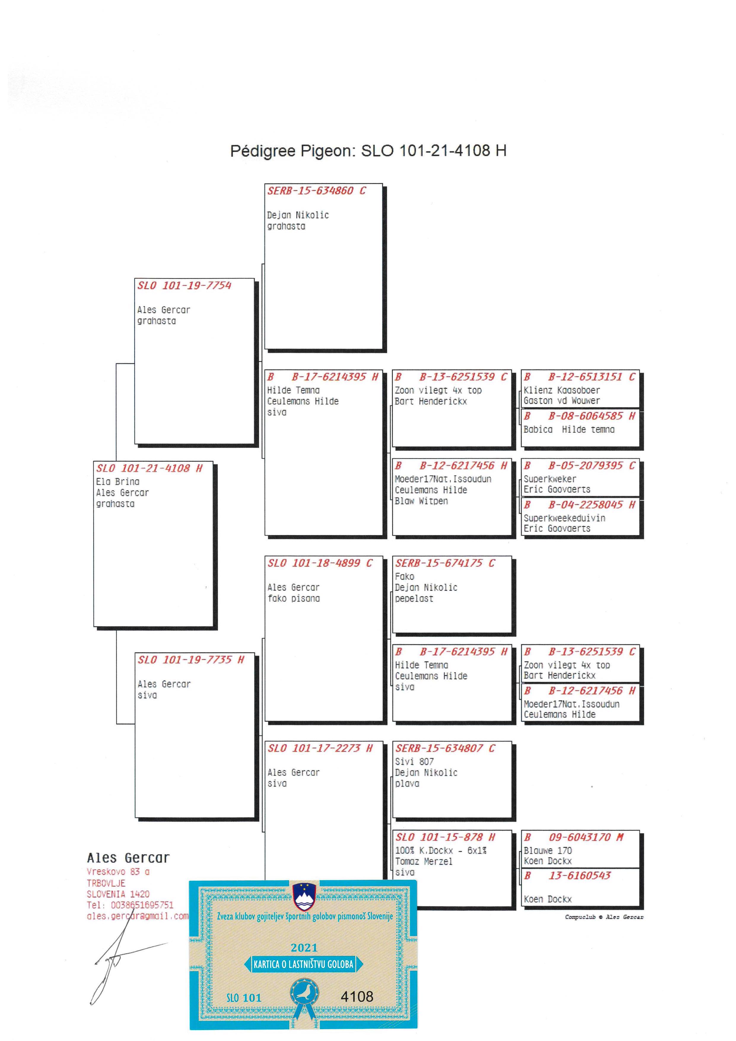 Pigeon pedigree image