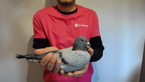 Pigeon image