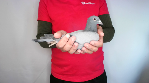 Pigeon image