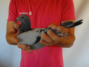 Pigeon image